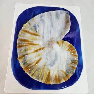 Nautilus Drift - Fused Glass